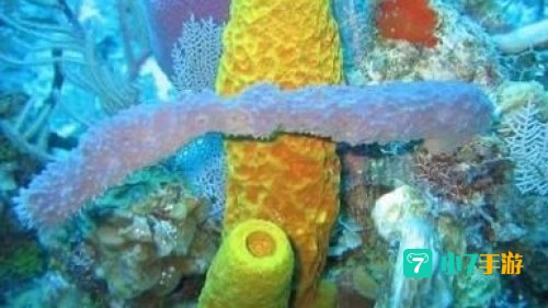 海洋里的海绵