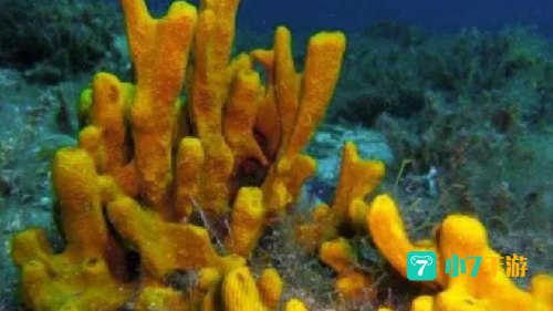 海洋里的海绵