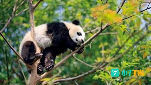 被称为耕地中的大熊猫的是
